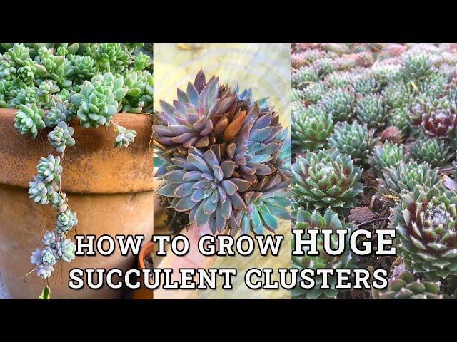 How To Grow Big Succulent Clusters/Clumps