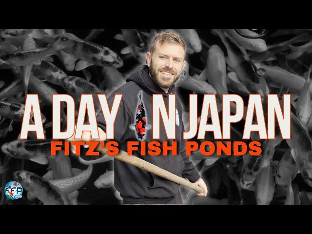 AN EXCLUSIVE TOUR OF JAPAN’S BEST KOI BREEDERS