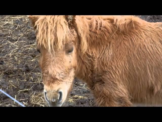 The Animal Rescue League of Berks County