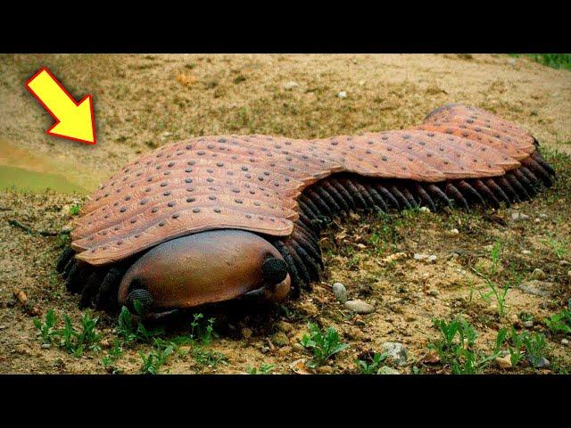 দুনিয়ার সবচেয়ে ভয়ঙ্কর দেখতে প্রাণী | Most Scariest Animals | Odvut Knowledge