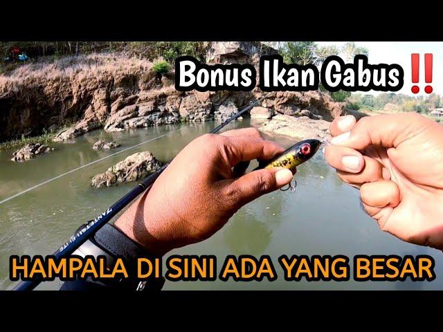 Gabus Dan Hampala Ada Di Sini‼️Casting Gabus Sungai