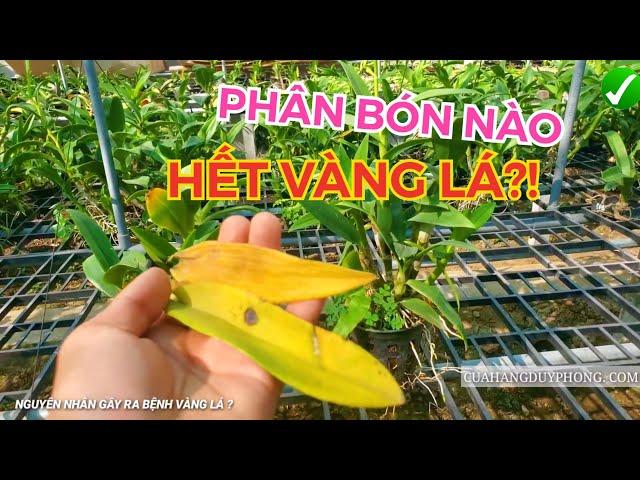 CHIA SẺ VỀ BỆNH VÀNG LÁ, RỤNG LÁ PHONG LAN CHI TIẾT NHẤT | #HOALANDUYPHONG