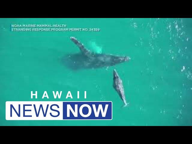 Humpback whale calf injured in waters off Maui after officials say it was hit by a ship