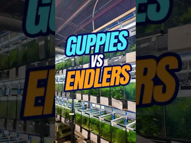 Endlers and Guppies | Guppies vs Endlers