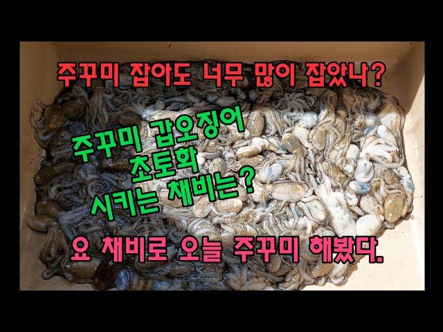 갑오징어 전용 가짓줄 채비로 주꾸미 초토화 시켜봤다 마술의 이프로 채비.