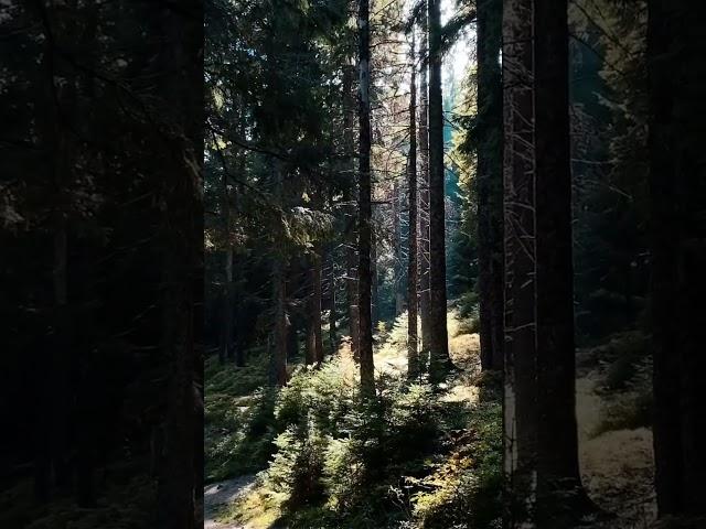  #forest #Carpathians #shorts #world