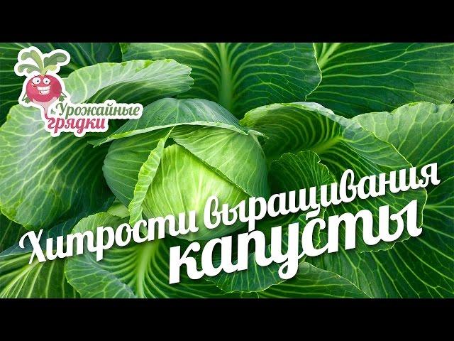 Хитрости выращивания капусты. Урожайные грядки.