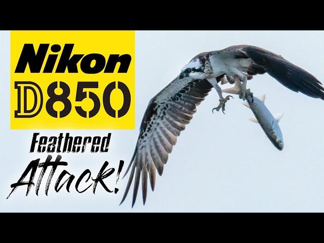 Nikon D850 | The BEST Time to Photograph Birds | Bird Photography