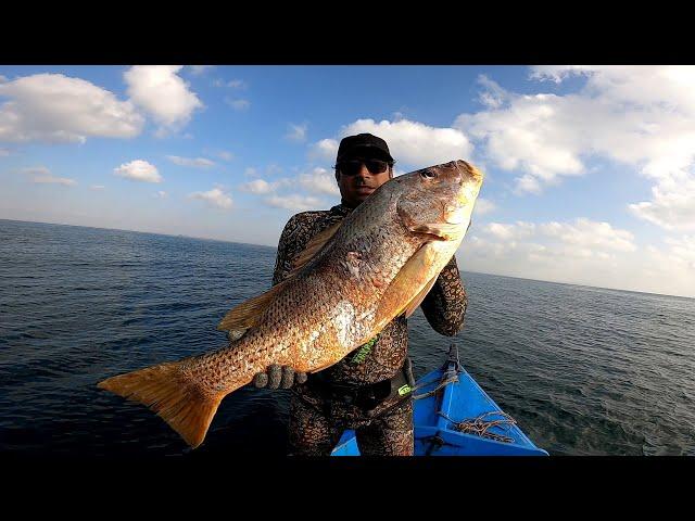 Clifton Secret Hunting Spot , Huge Snapper !!!