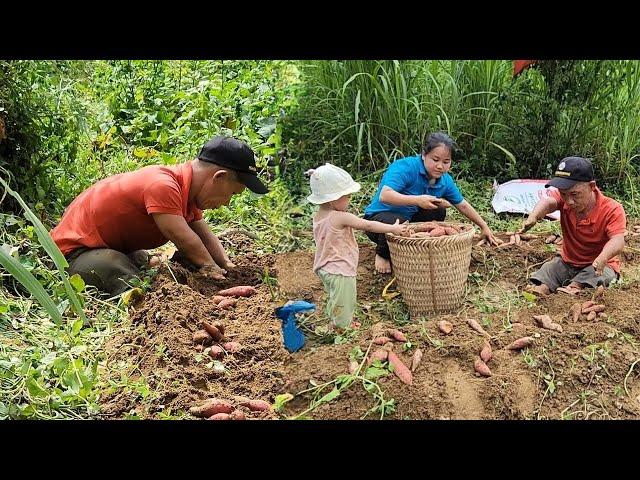 A 17-year-old single mother and her disabled father harvest sweet potatoes to sell at the market