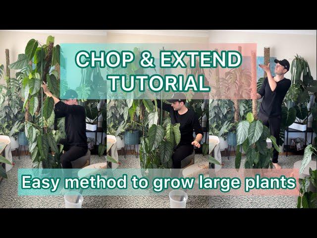 Chop & Extend Tutorial - Growing large plants on Moss Poles #mosspole #tutorial