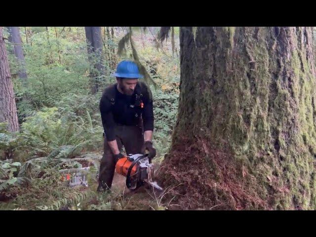 Big Timber Down by the Creek