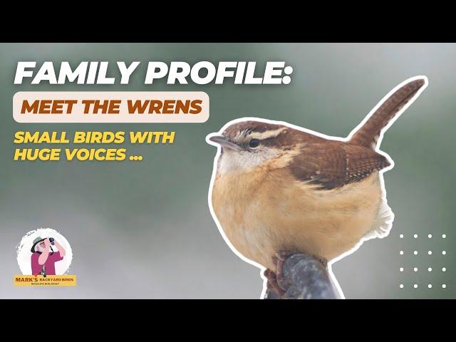 Family Profile: Meet the Wrens (small birds with huge voices)