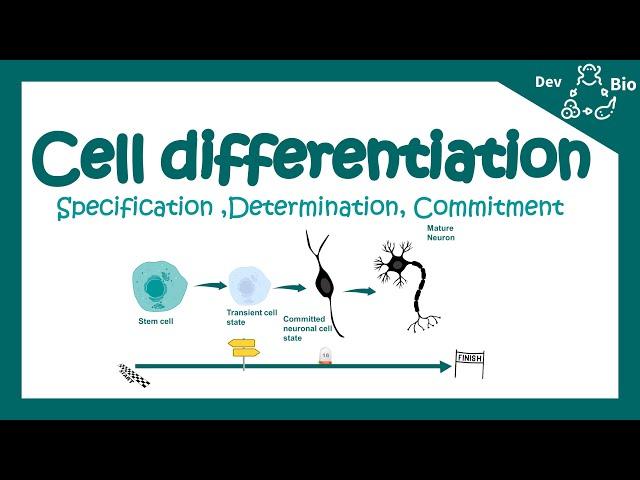 Cell differentiation | Fate specification | Specification vs determination | Developmental biology