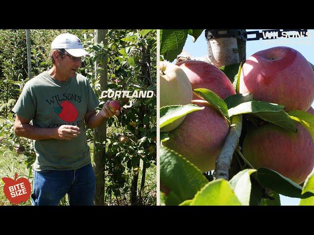 Cortland Apples | Bite Size