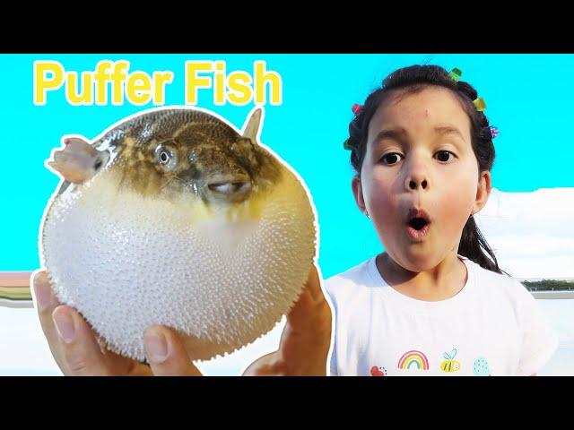 Sea Creatures For Kids Puffer Fish Puffing Up With Zoe CRABS SNAILS!!