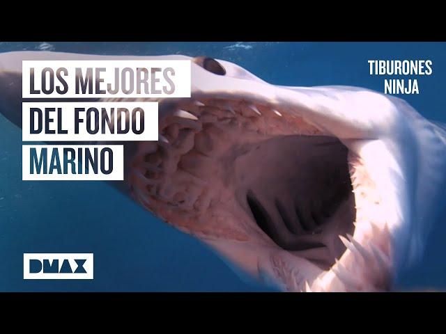 Los 6 tiburones más hábiles, feroces y letales del océano  | Tiburones