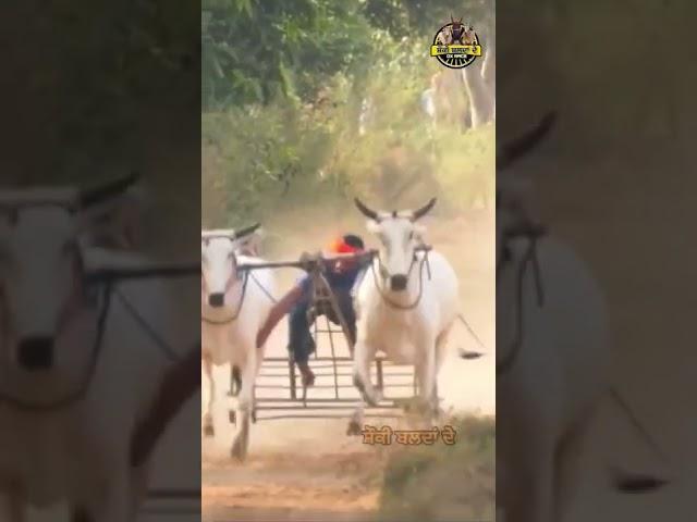 Ox Race #oxrace #trending #viral #oxracepunjab #ytshorts