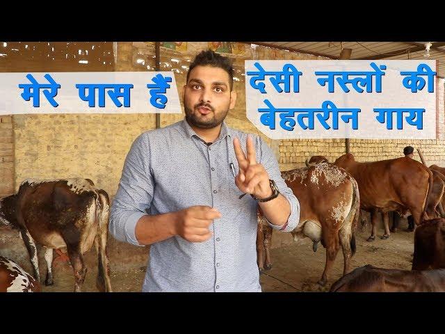 देसी नस्लों की बेहतरीन गाय हैं इस युवा के पास || Best Desi Cow Breeder||Technical Farming||