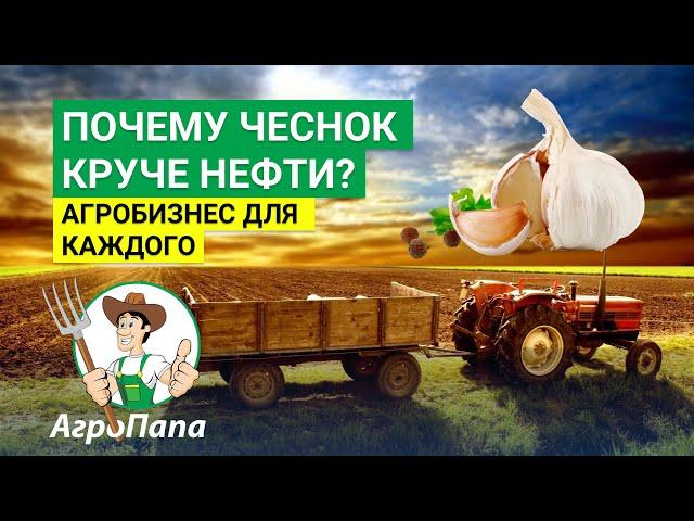 Почему чеснок круче нефти? Как начать агробизнес? Агропапа поможет начать!