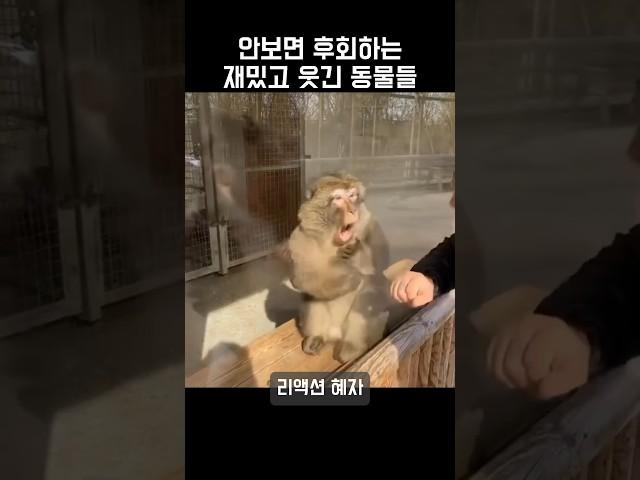 안보면 후회하는 재밌고 웃긴 동물들