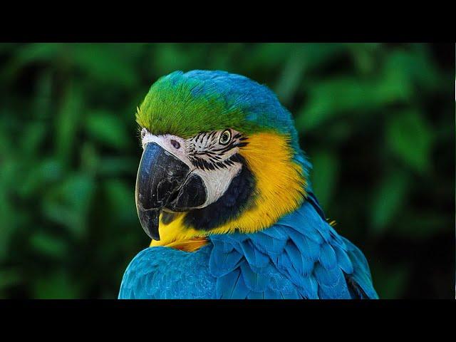 Blue and Gold Macaw | Blue and Gold Macaw sounds | Blue and Gold Macaw calls