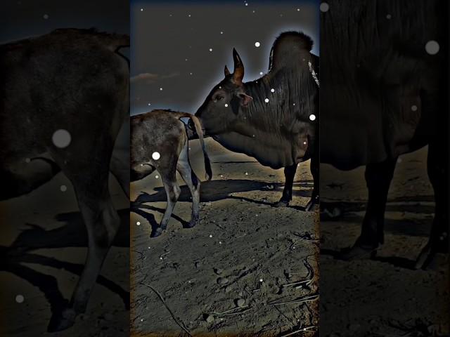#farim #pferd #bauernhof #cowboy #trendingshorts