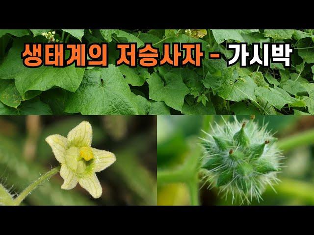 생태계의 저승사자 - 가시박