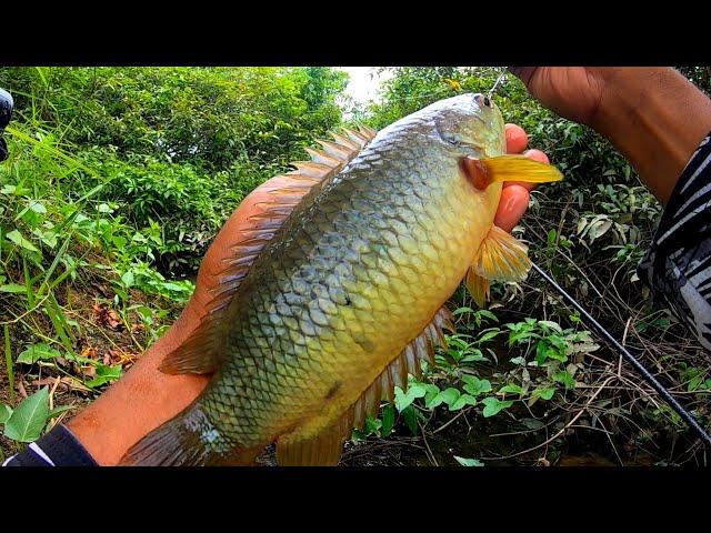 Gila...! Spot yang di tutupi tumbuhan air tempat ikan betok monster mengintai umpanku