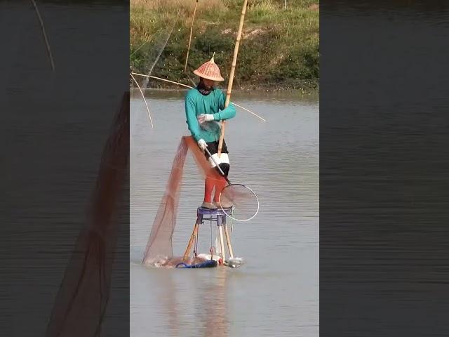 Amazing Net Fishing, Traditional fishing #fishing #mixfishery #trending #shorts #viralvideo #netfish