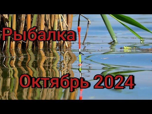 Рыбалка на поплавок 20 октября 2024 г.Дикая рыбалка на карася на трубах! ТОЛЬКО ЗАКИНУЛ УЖЕ КЛЮЁТ!