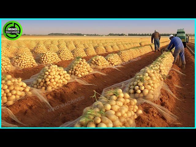 The Most Modern Agriculture Machines That Are At Another Level , How To Harvest Potatoes In Farm ▶5