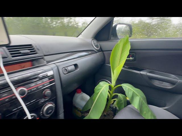 мы не можем без ПРИКЛЮЧЕНИЙ // дорога домой в дом на Юге с БАНАНОВОЙ ПАЛЬМОЙ и СЕДИНОЙ