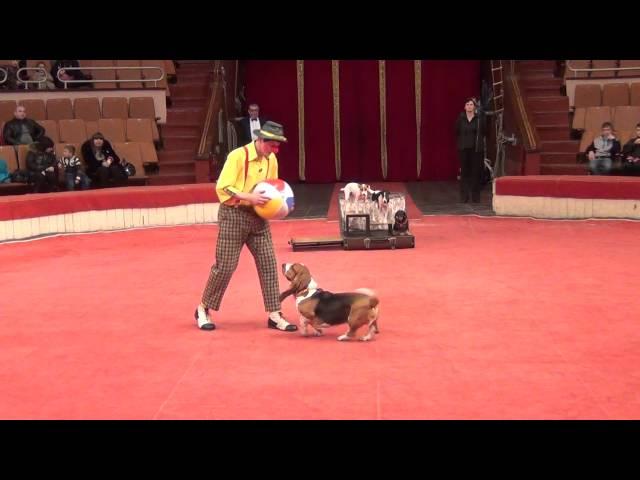 Yakuboskie.ru DogShow Clown with dogs Moscow Circus Клоун с собачками