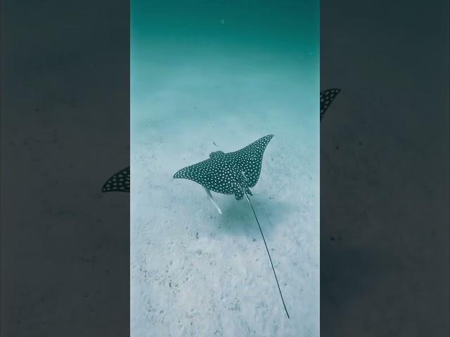 #freediving #spottedeagleray