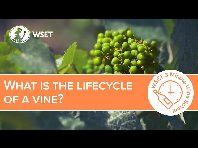 What is the lifecycle of a vine?