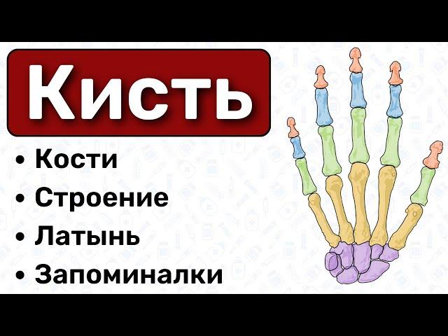 Анатомия кисти: кости, строение / Остеология