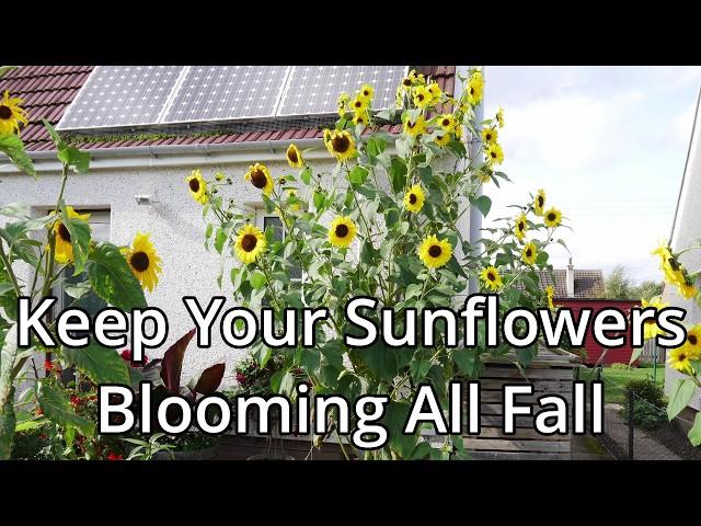 How To Grow Giant Sunflowers Part 6: Autumn Care