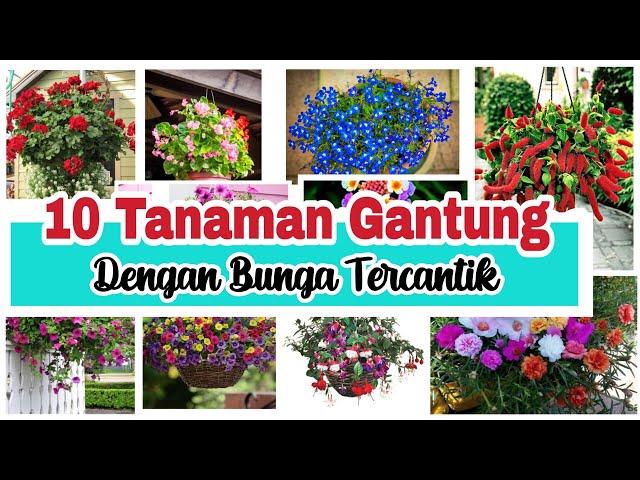 10 Tanaman Gantung Berbunga Tercantik Untuk Teras Rumah