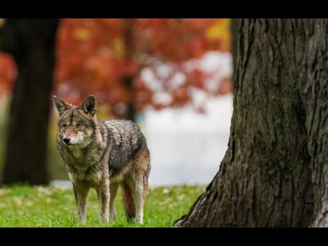 Coyote sighting in Toronto neighbourhood