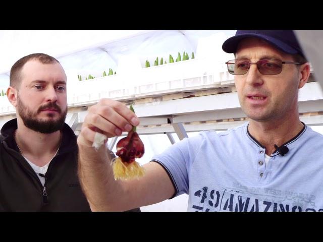 Выгонка тюльпанов в Сибири | Осмотр высаженных луковиц