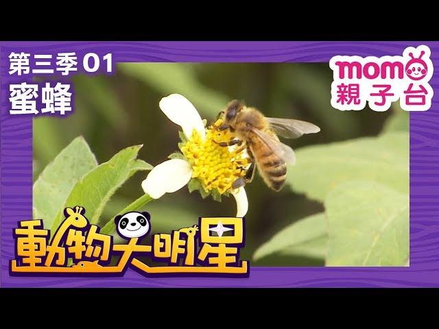 動物大明星 S3【蜜蜂】第3季 第01集｜認識動物｜自然生態｜魚類｜爬蟲類｜昆蟲｜海洋生物｜哺乳類｜Animal big star｜兒童電視節目【親子台｜官方HD完整版】momokids