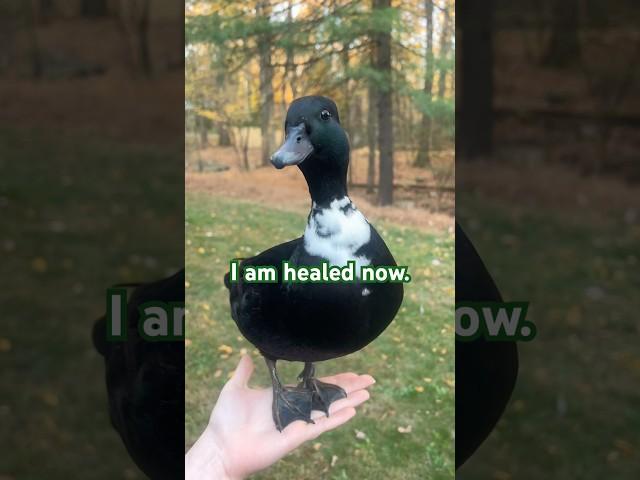 She gives the best advice #Ducks #Pets #Animals #CallDucks #BackyardDucks #Quack