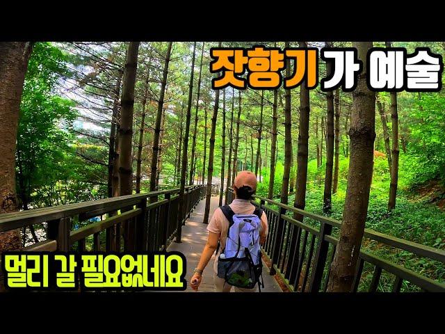  서울에 이런 멋진 곳이?! 지하철역에서 5분만에 만나는 환상적인 8Km 잣향기 피톤치드길/걷기좋은길/트레킹명소/둘레길