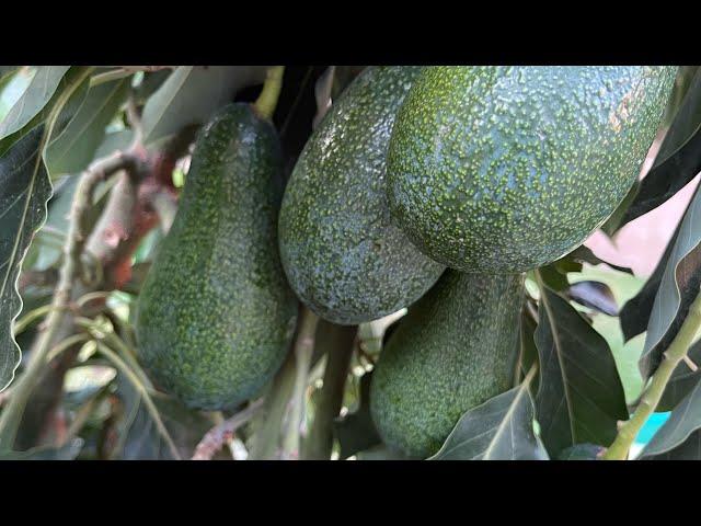 $29.99 Home Depot Wurtz Little Cado Avocado Tree 2.5 years old in 25 gallon pot. Lots of Fruits!