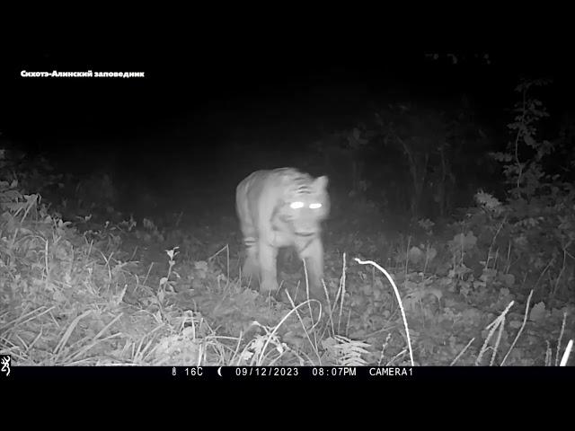 Siberian tiger vs Ussuri brown bear real confrontation