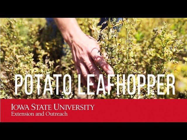 Alfalfa and Potato Leafhopper Video (Control, Damage, Insecticide)