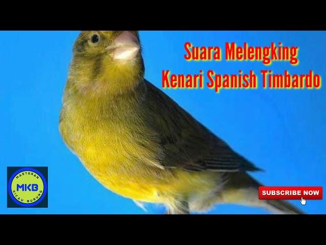 Masteran Kenari Spanish Timbrado Durasi Panjang Lagu Mewah