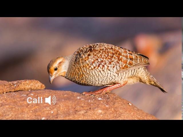 Grey francolin (Francolinus pondicerianus, Teetar, तितर) in its habitat and call