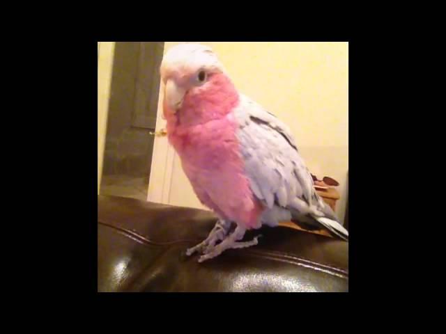 Rose Breasted Cockatoo Waves And Talks